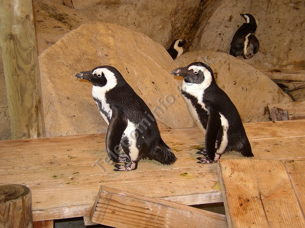 Twodiners make their way to the bar